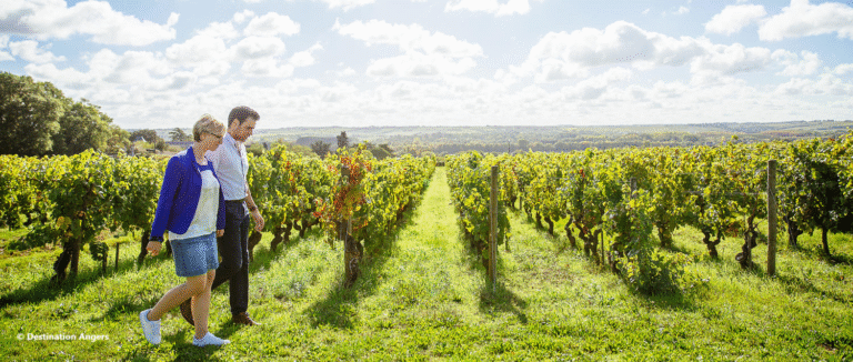 vineyards-uknown